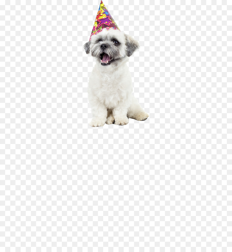 Perro Con Gorro De Fiesta，Mascota PNG