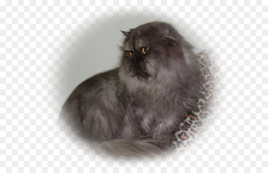 Gato Persa，Semilonghair Asiático PNG