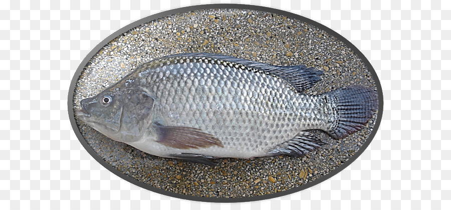 Tilapia，Tilapia Del Nilo PNG