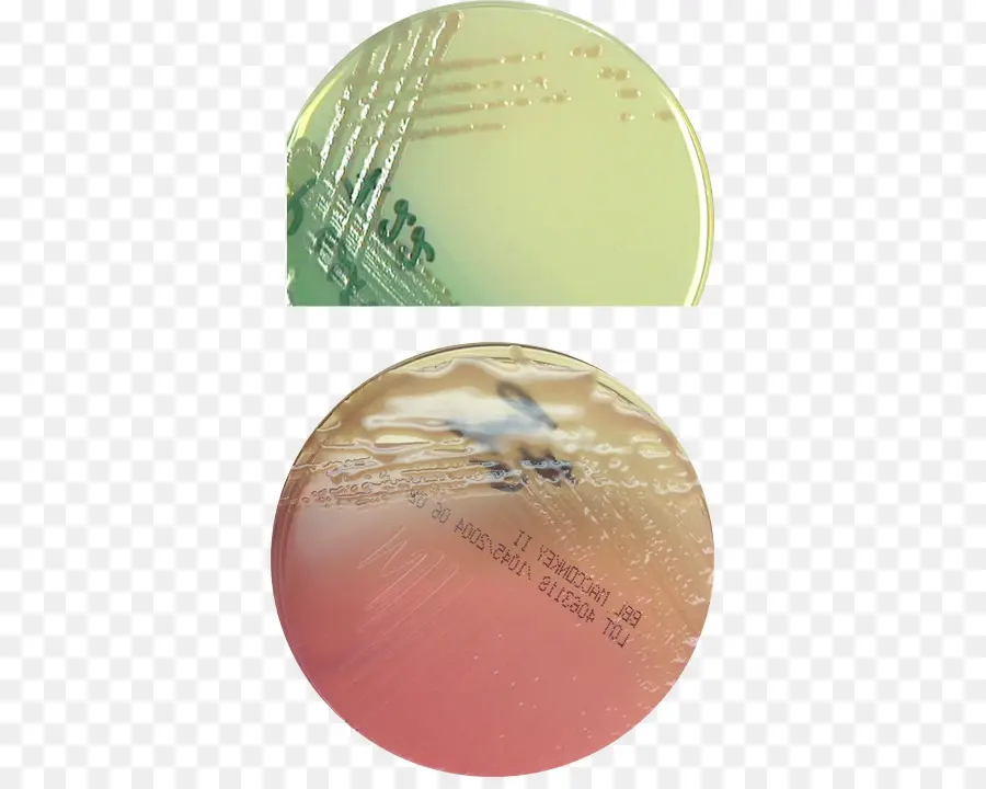 Pseudomonas Aeruginosa，Agar Macconkey PNG