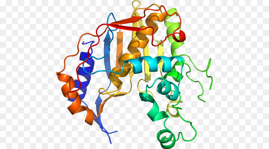 Estructura Proteica，Biología PNG