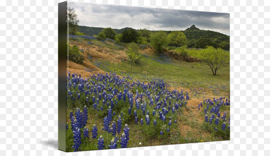 Texas Hill Country，Lago Buchanan PNG