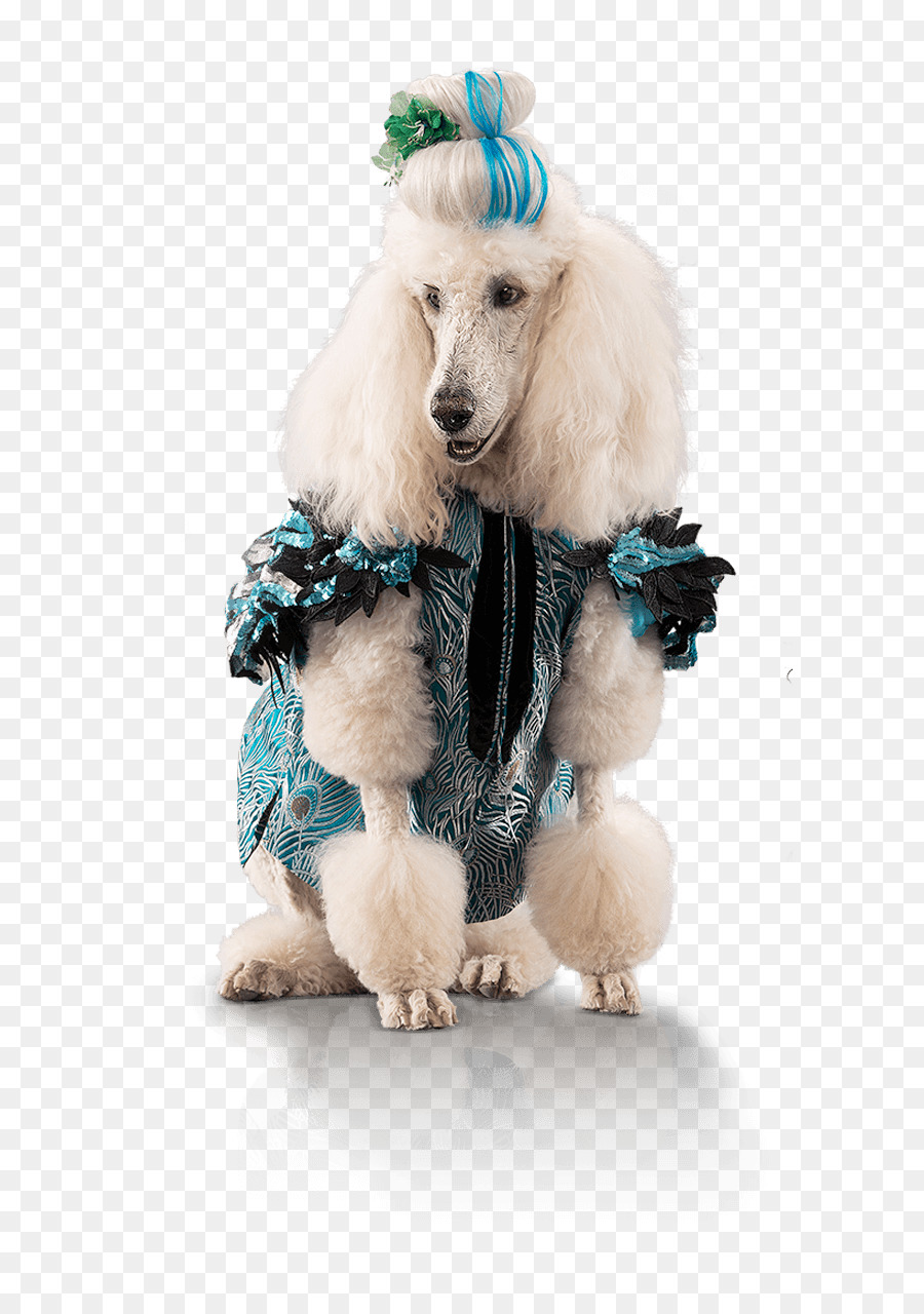 Caniche Estándar，Caniche En Miniatura PNG