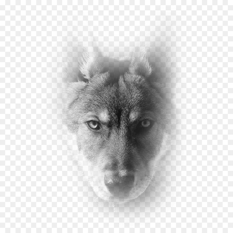 Shikoku，Husky Siberiano PNG