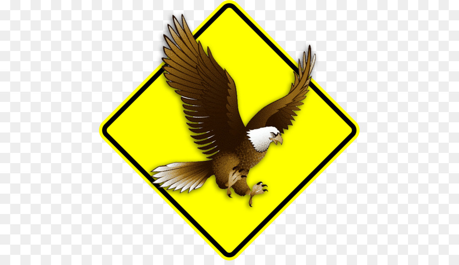 Águila Calva，águila PNG