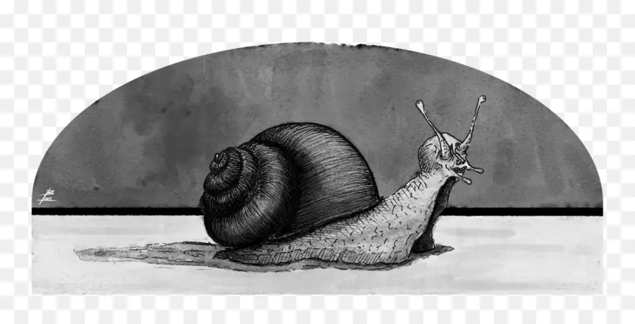 Caracol，En Blanco Y Negro PNG