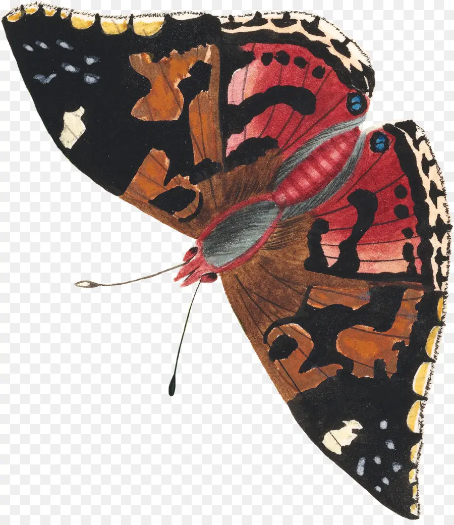 Mariposa，Alas PNG