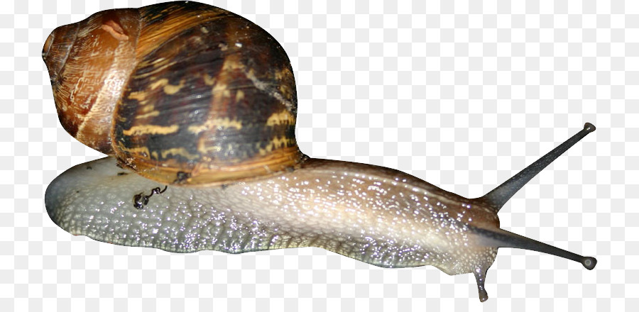 Caracol，Caracoles Y Babosas PNG