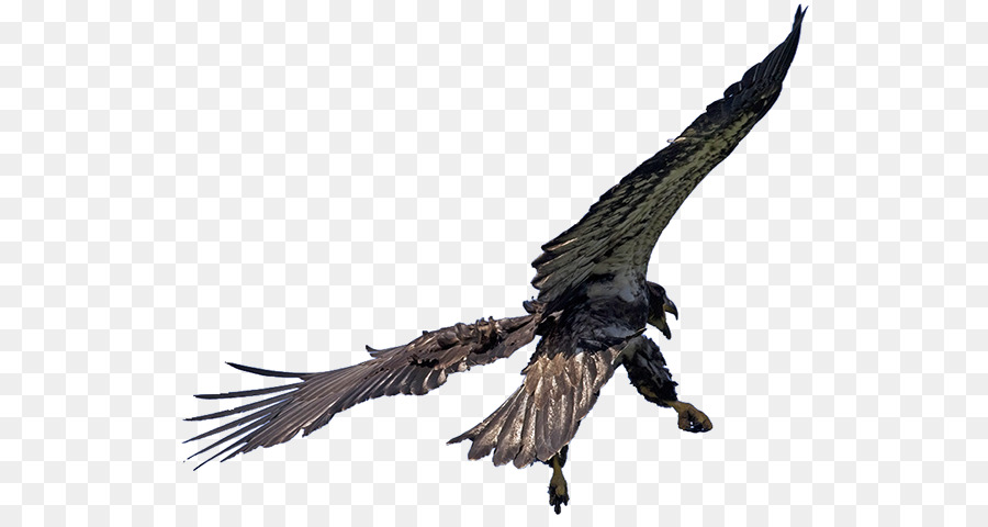 águila，Águila Calva PNG