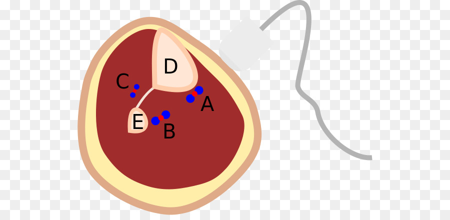 Becerro，Arteria Tibial Posterior PNG