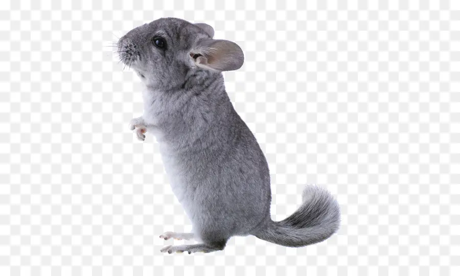 Chinchilla De Cola Larga，Chinchilla De Cola Corta PNG