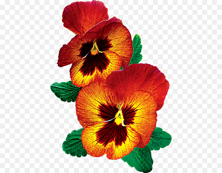 Pansy，Planta Anual PNG