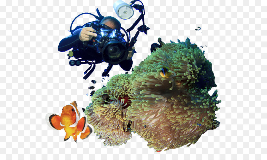 Coral，Arrecife De Coral PNG