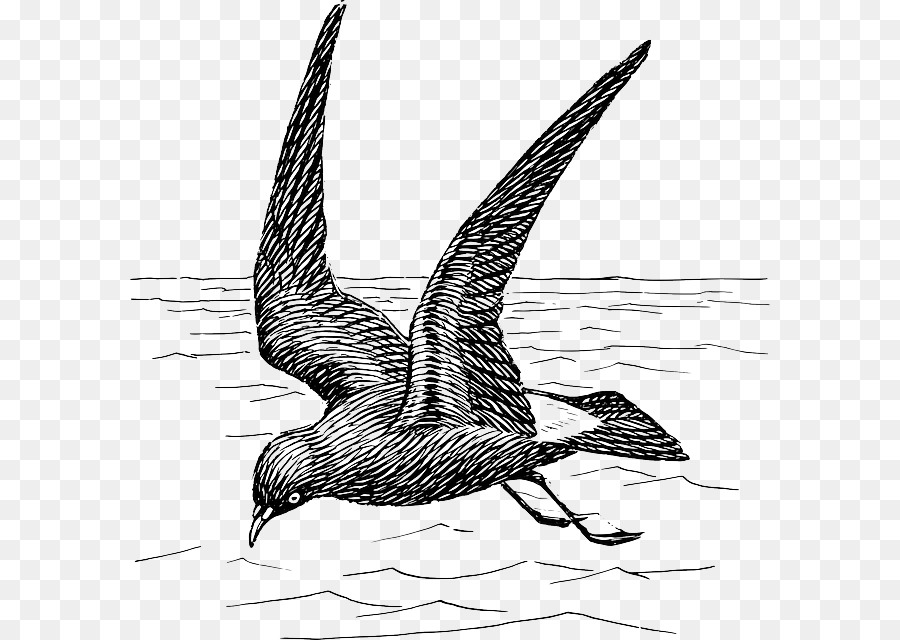 Aves，Petrel PNG