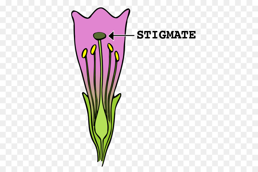 El Estigma，Flor PNG