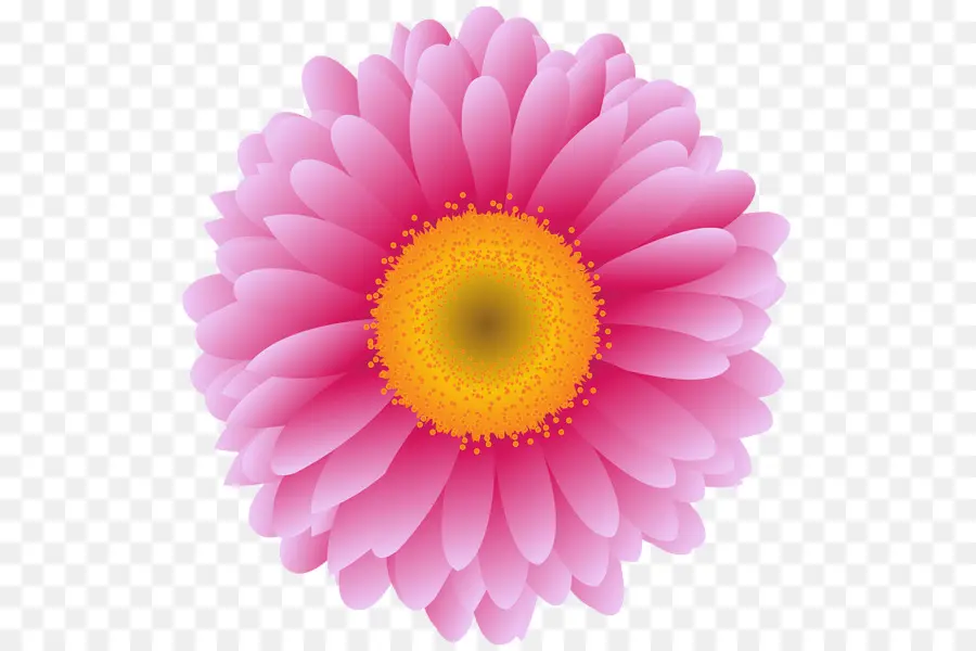 Transvaal Daisy，Una Fotografía De Stock PNG