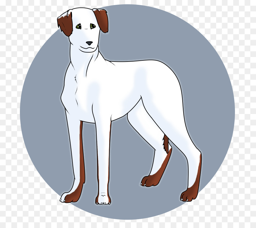 Raza De Perro，Lebrel Italiano PNG