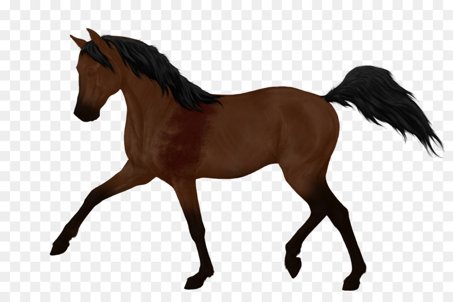 Pony，Semental PNG