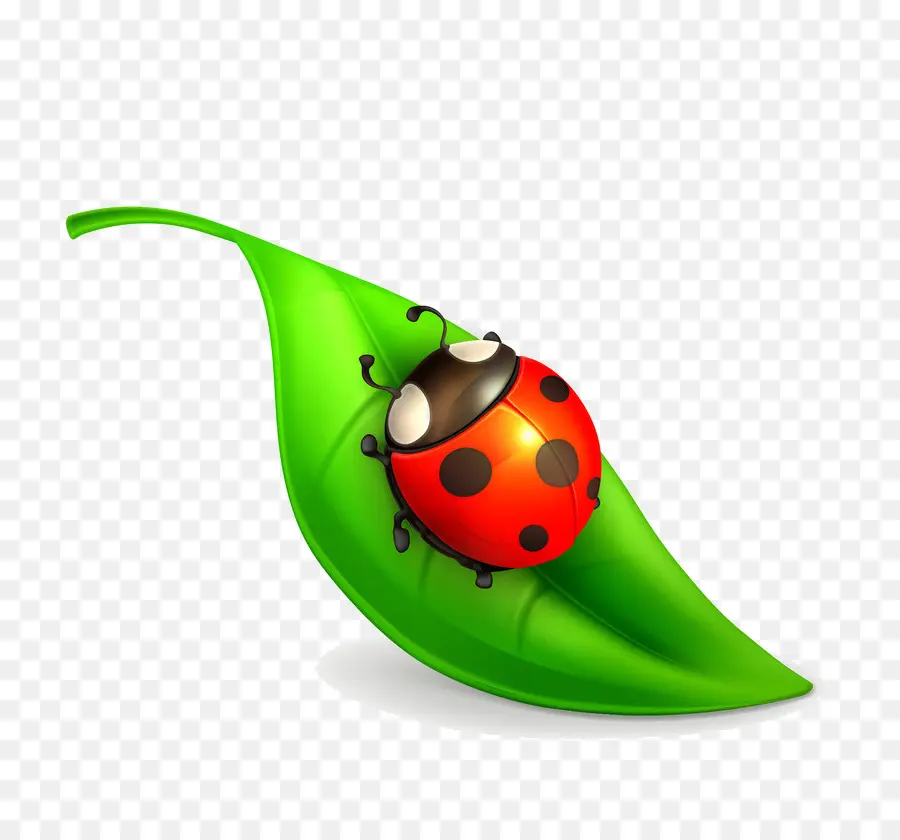 Mariquita En Hoja，Naturaleza PNG