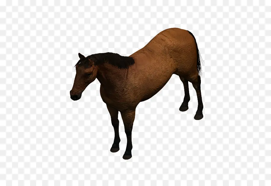 Caballo Marrón，Melena PNG