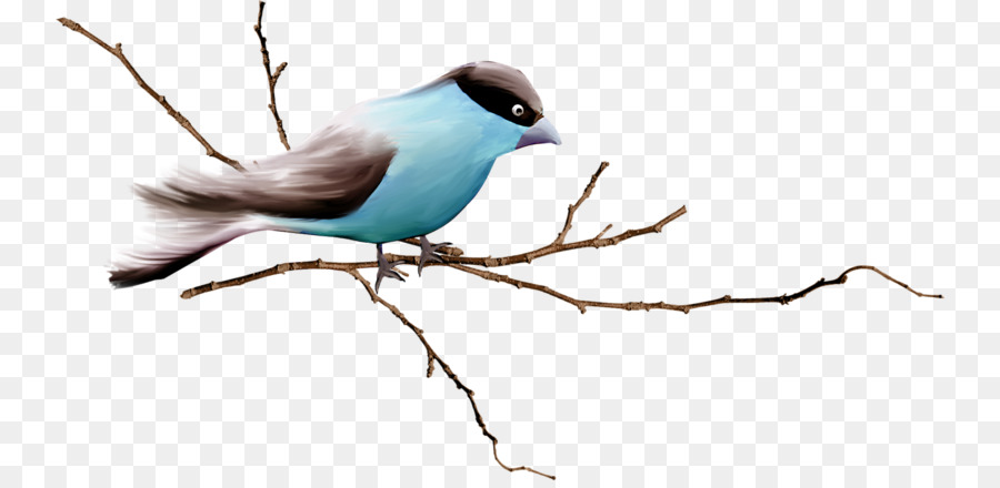 Gorrión，Aves PNG