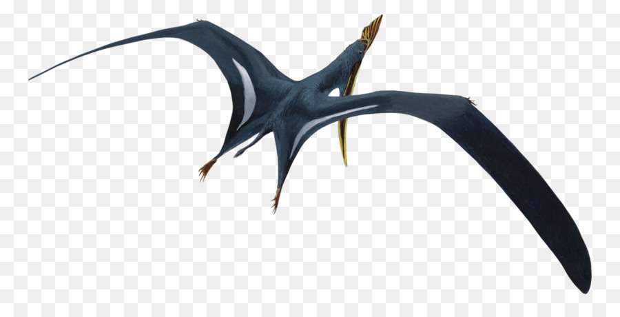 Sinopterus，Dawndraco PNG