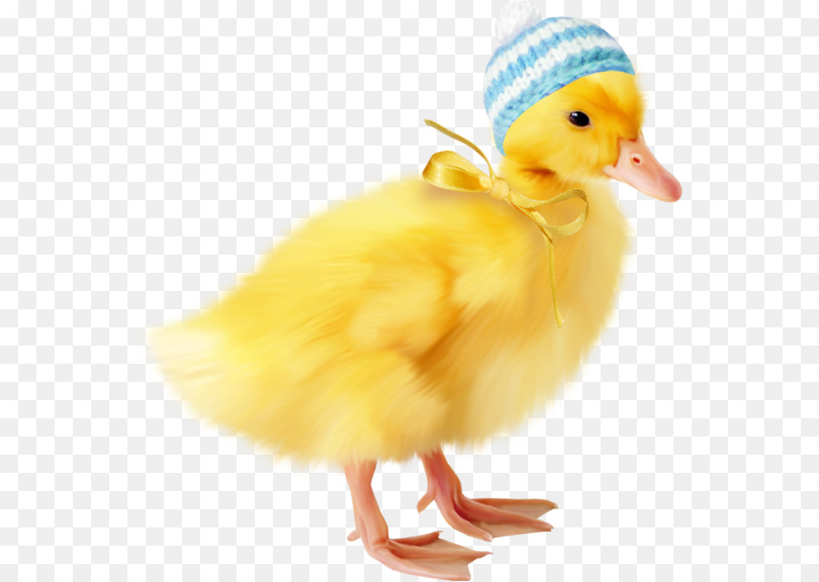 Pato，Pollo PNG