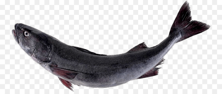 Bacalao Negro，Salmón PNG