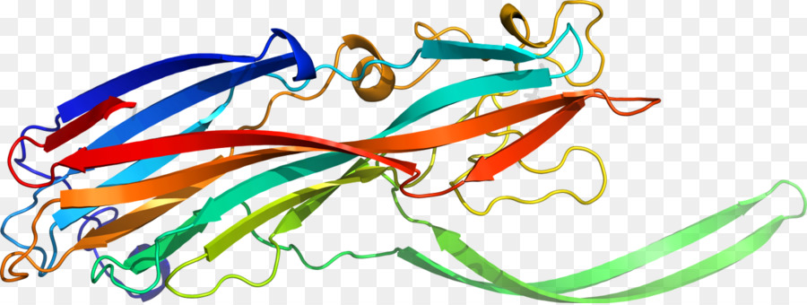 Estructura De La Proteína，Biología PNG