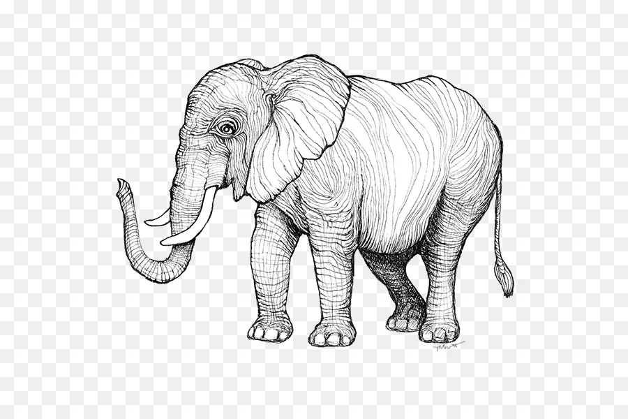 Elefante Indio，El Elefante Africano PNG