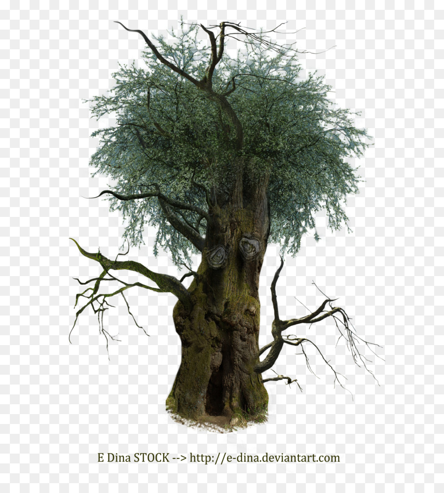 Árbol，Rama PNG