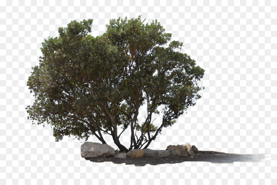 Árbol，Bosque PNG