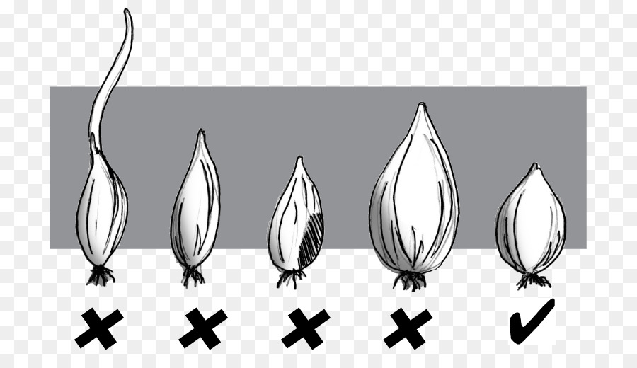 Cebolla，Diagrama De Cableado PNG