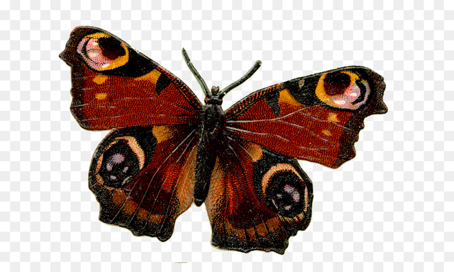 Mariposa Negra，Alas PNG