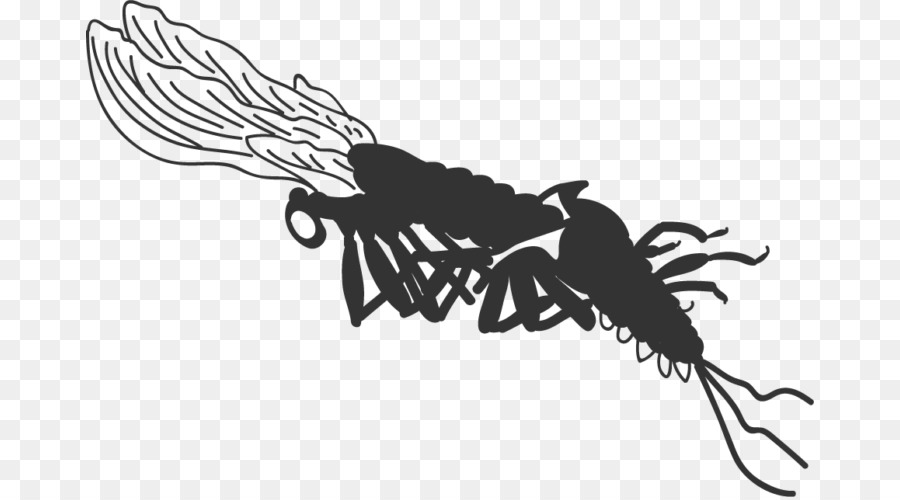 Los Insectos，La Mosca De Mayo PNG