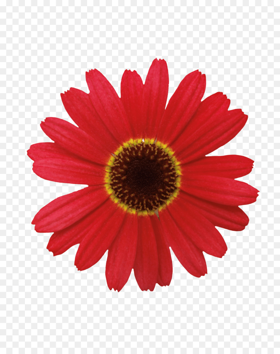 Flor，Amazoncom PNG