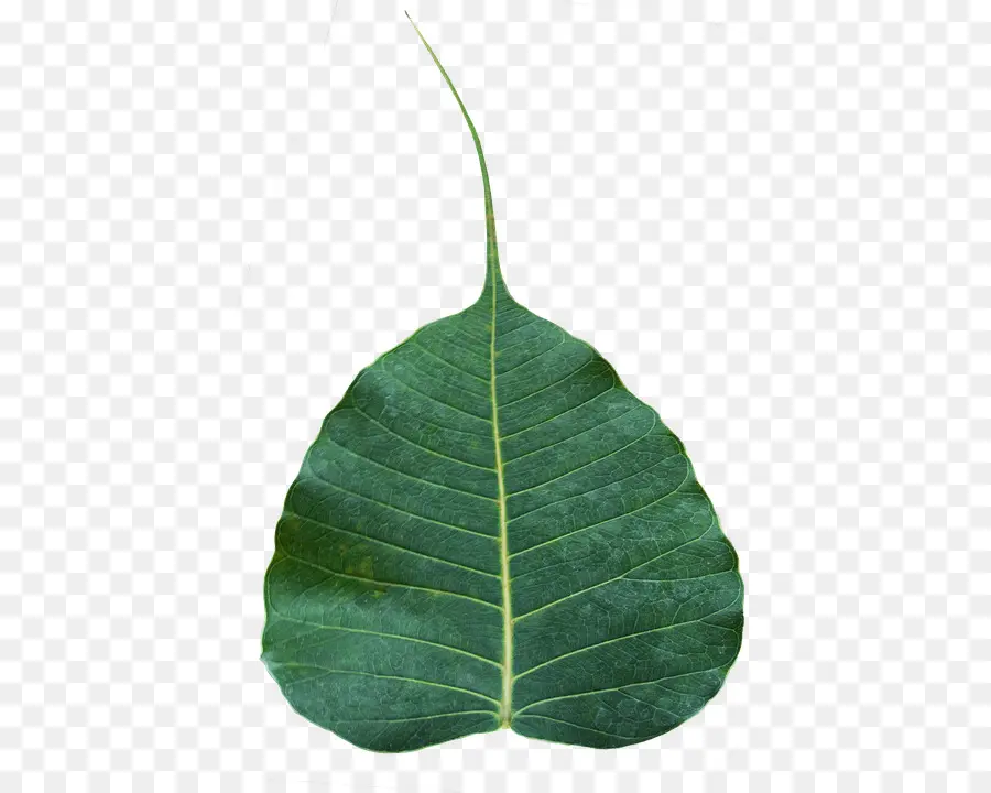 Sagrado Fig，árbol Bodhi PNG