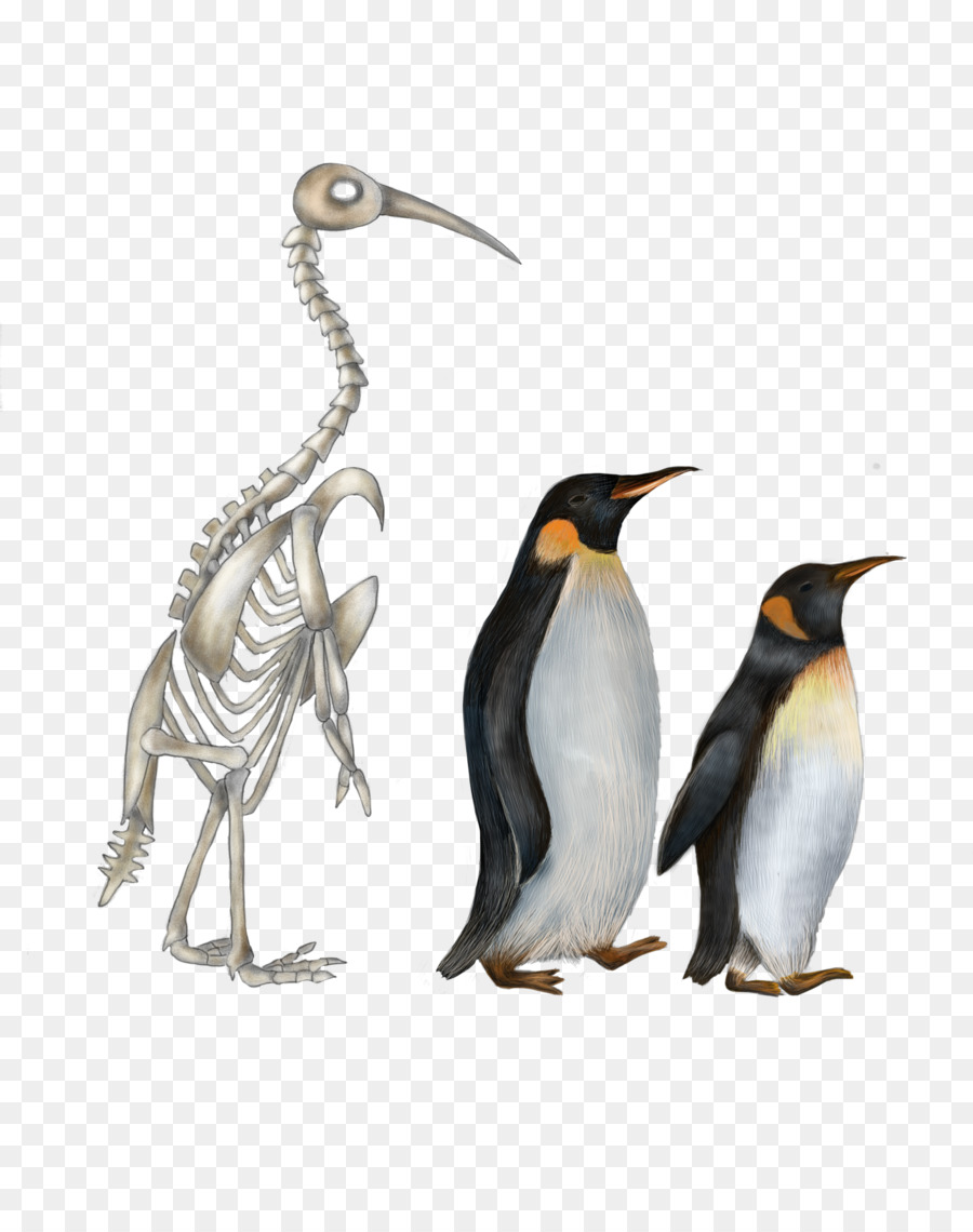 Pingüino Rey，Pingüino PNG