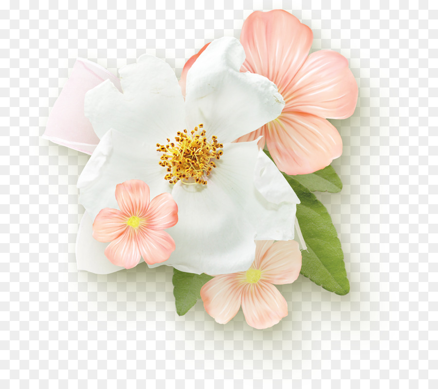 Flores，Florecer PNG