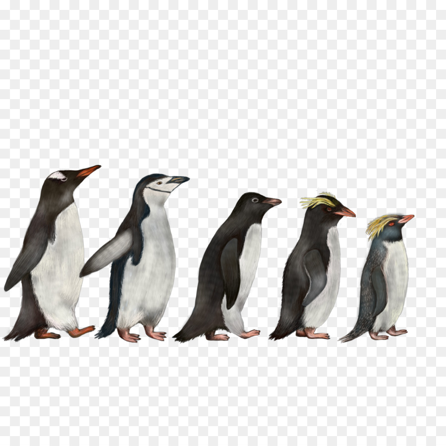 Pingüino，El Pingüino De Barbijo PNG