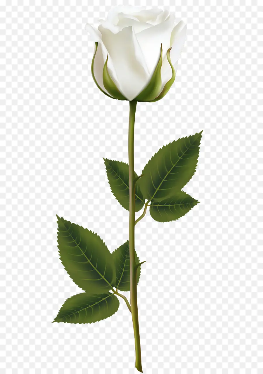 Rosa Blanca，Provenir PNG