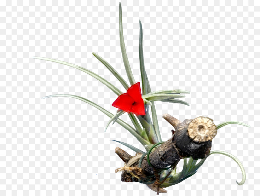 Tillandsia Cacticola，Tillandsia Juncea PNG