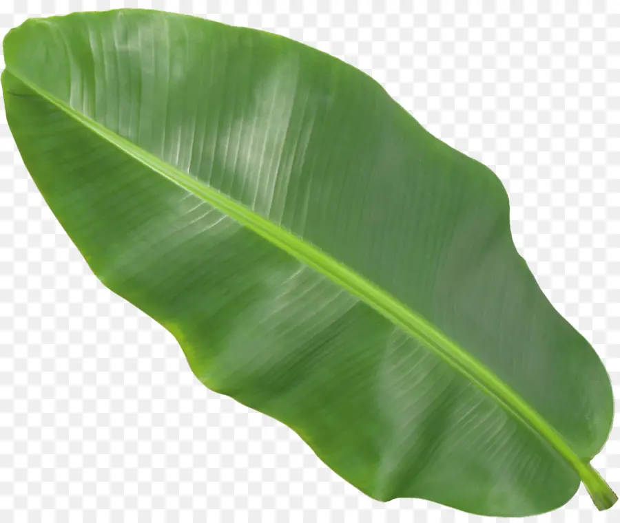 Hoja De Plátano，Planta PNG