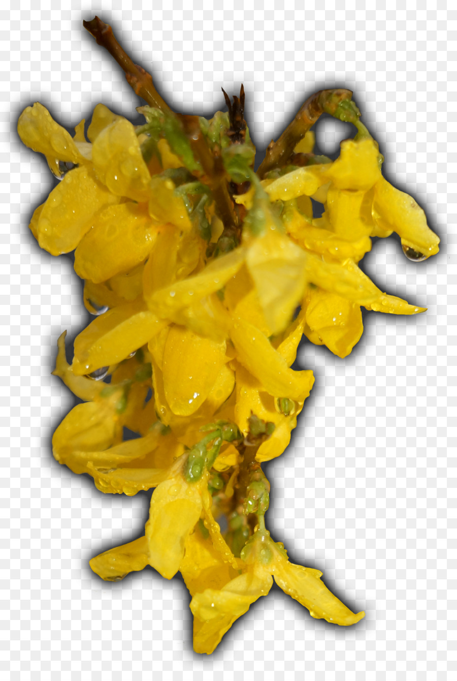 Hoja，Amarillo PNG