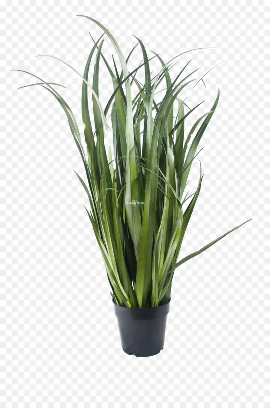 Planta De Interior，Sansevieria Kirkii PNG