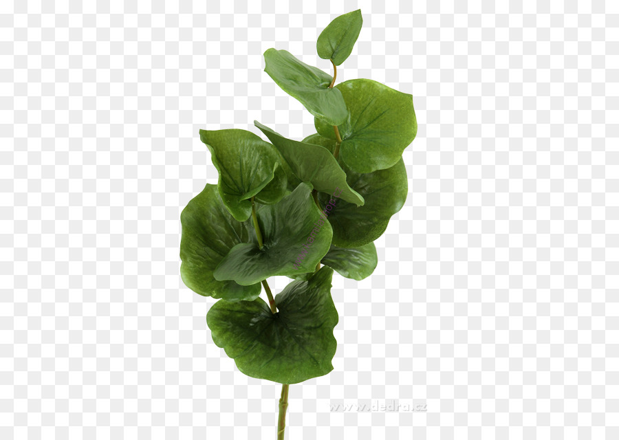 Flor，Hoja PNG