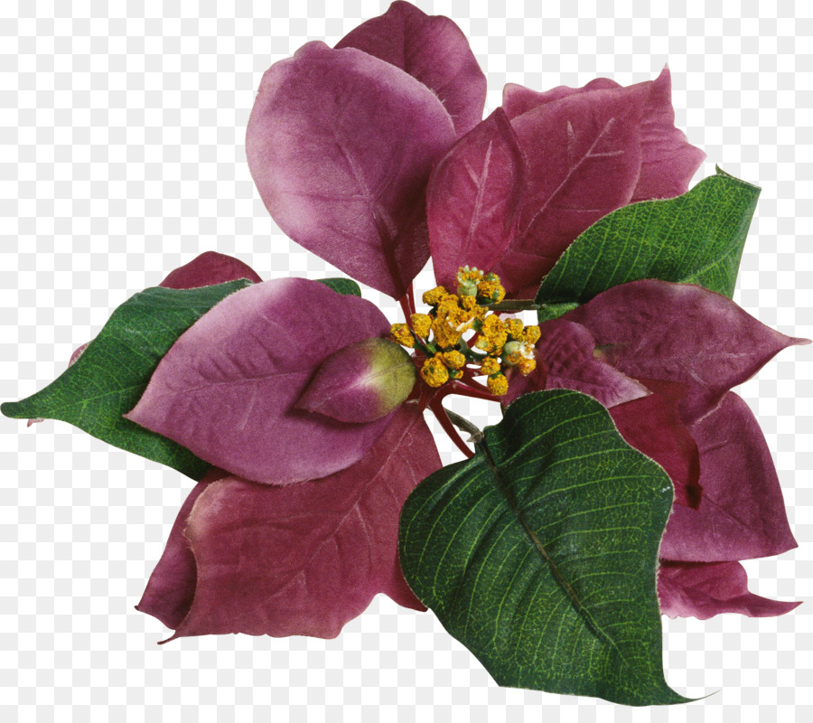 Flor Morada，Florecer PNG