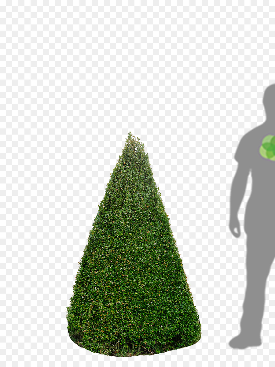 Abeto，árbol De Navidad PNG