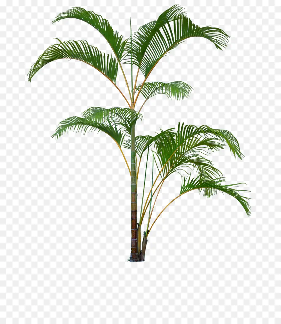 Palmera，Hojas PNG