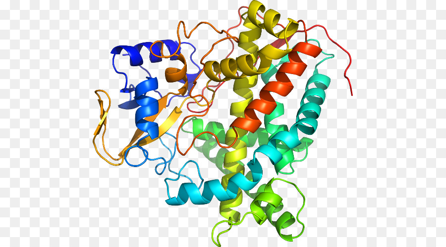 Estructura De La Proteína，Biología PNG